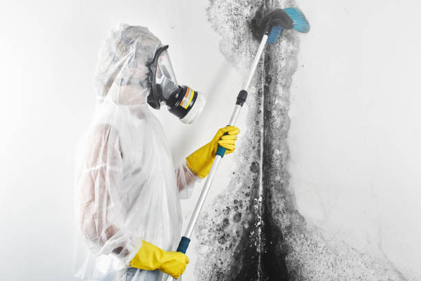 Professional Mold Removal in Wyandanch, NY